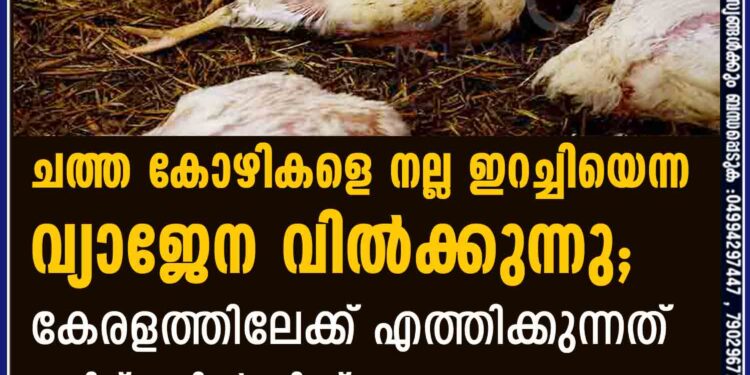 ചത്ത കോഴികളെ നല്ല ഇറച്ചിയെന്ന വ്യാജേന വിൽക്കുന്നു; കേരളത്തിലേക്ക് എത്തിക്കുന്നത് തമിഴ്നാട്ടിൽ നിന്ന്