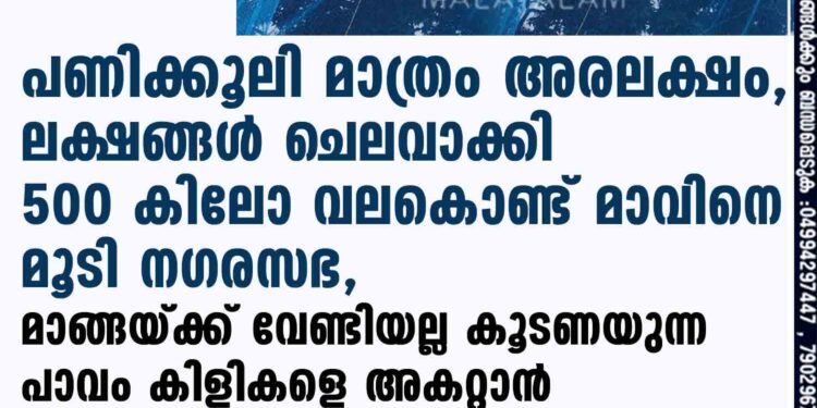 പണിക്കൂലി മാത്രം അരലക്ഷം,​ ലക്ഷങ്ങൾ ചെലവാക്കി 500 കിലോ വലകൊണ്ട് മാവിനെ മൂടി നഗരസഭ, മാങ്ങയ്ക്ക് വേണ്ടിയല്ല കൂടണയുന്ന പാവം കിളികളെ അകറ്റാൻ