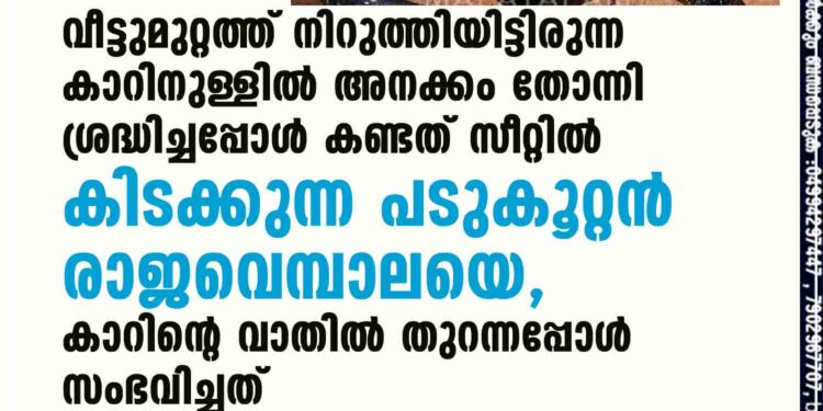 വീട്ടുമുറ്റത്ത് നിറുത്തിയിട്ടിരുന്ന കാറിനുള്ളിൽ അനക്കം തോന്നി ശ്രദ്ധിച്ചപ്പോൾ കണ്ടത് സീറ്റിൽ കിടക്കുന്ന പടുകൂറ്റൻ രാജവെമ്പാലയെ, കാറിന്റെ വാതിൽ തുറന്നപ്പോൾ സംഭവിച്ചത്