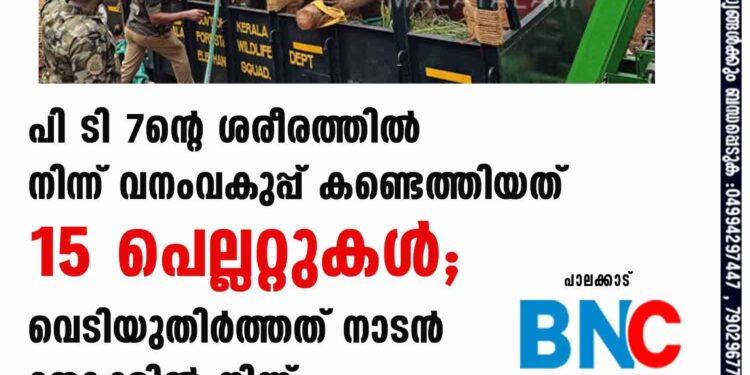 പി ടി 7ന്റെ ശരീരത്തിൽ നിന്ന് വനംവകുപ്പ് കണ്ടെത്തിയത് 15 പെല്ലറ്റുകൾ; വെടിയുതിർത്തത് നാടൻ തോക്കിൽ നിന്ന്