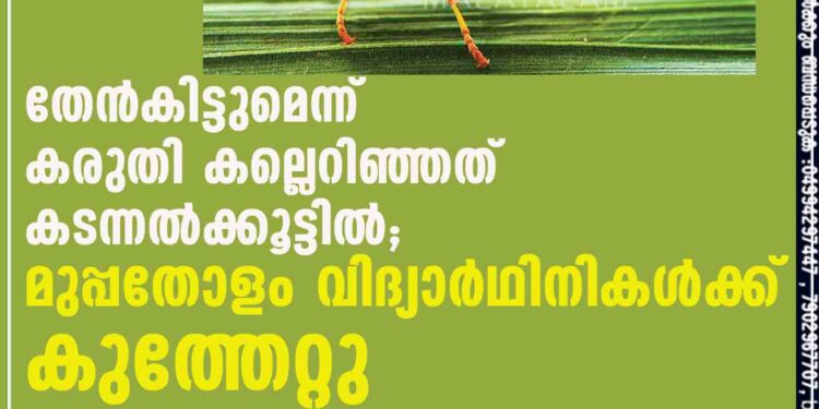 തേന്‍കിട്ടുമെന്ന് കരുതി കല്ലെറിഞ്ഞത് കടന്നല്‍ക്കൂട്ടില്‍; മുപ്പതോളം വിദ്യാര്‍ഥിനികള്‍ക്ക് കുത്തേറ്റു