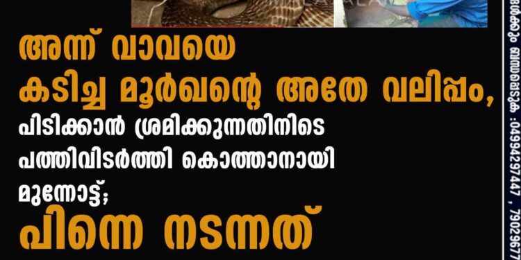 അന്ന് വാവയെ കടിച്ച മൂർഖന്റെ അതേ വലിപ്പം, പിടിക്കാൻ ശ്രമിക്കുന്നതിനിടെ പത്തിവിടർത്തി കൊത്താനായി മുന്നോട്ട്; പിന്നെ നടന്നത്‌