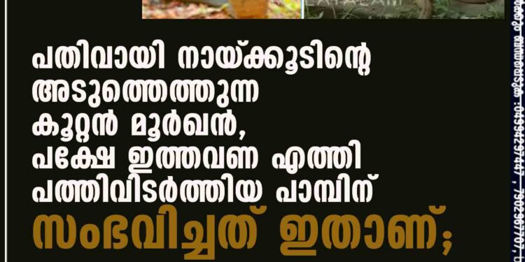 പതിവായി നായ്‌ക്കൂടിന്റെ അടുത്തെത്തുന്ന കൂറ്റൻ മൂർഖൻ, പക്ഷേ ഇത്തവണ എത്തി പത്തിവിടർത്തിയ പാമ്പിന് സംഭവിച്ചത് ഇതാണ്;