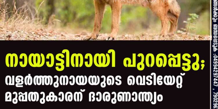 നായാട്ടിനായി പുറപ്പെട്ടു; വളർത്തുനായയുടെ വെടിയേറ്റ് മുപ്പതുകാരന് ദാരുണാന്ത്യം