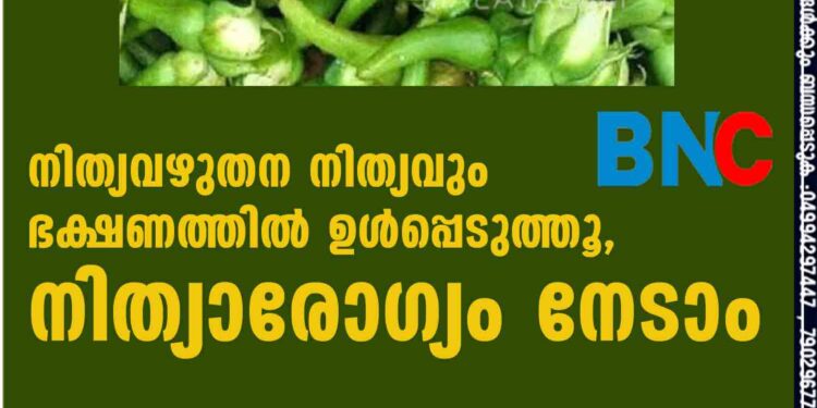 നിത്യവഴുതന നിത്യവും ഭക്ഷണത്തിൽ ഉൾപ്പെടുത്തൂ, നിത്യാരോഗ്യം നേടാം