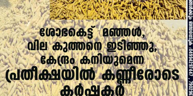 ശോഭകെട്ട് മഞ്ഞൾ, വില കുത്തനെ ഇടിഞ്ഞു, കേന്ദ്രം കനിയുമെന്ന പ്രതീക്ഷയിൽ കണ്ണീരോടെ കർഷകർ