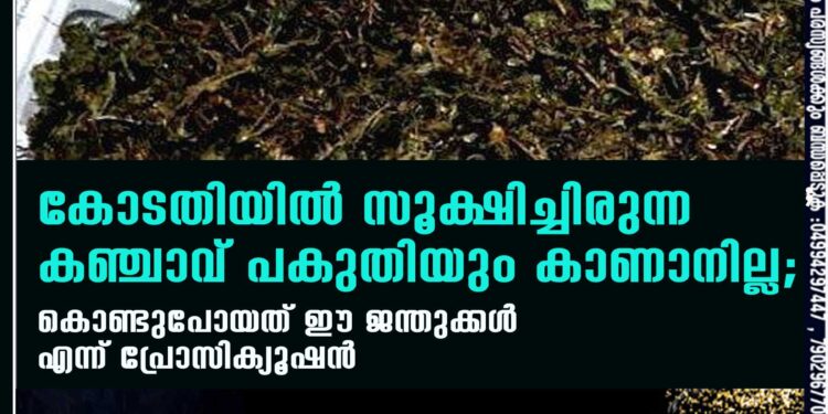 കോടതിയിൽ സൂക്ഷിച്ചിരുന്ന കഞ്ചാവ് പകുതിയും കാണാനില്ല; കൊണ്ടുപോയത് ഈ ജന്തുക്കൾ എന്ന് പ്രോസിക്യൂഷൻ