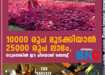 10000 രൂപ മുടക്കിയാൽ 25000 രൂപ ലാഭം, നടുന്നെങ്കിൽ ഈ ചീരയാണ് ബെസ്‌റ്റ്