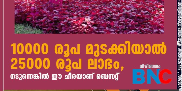 10000 രൂപ മുടക്കിയാൽ 25000 രൂപ ലാഭം, നടുന്നെങ്കിൽ ഈ ചീരയാണ് ബെസ്‌റ്റ്