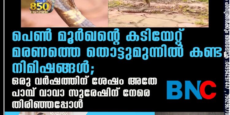 പെൺ മൂർഖന്റെ കടിയേറ്റ് മരണത്തെ തൊട്ടുമുന്നിൽ കണ്ട നിമിഷങ്ങൾ; ഒരു വർഷത്തിന് ശേഷം അതേ പാമ്പ് വാവാ സുരേഷിന് നേരെ തിരിഞ്ഞപ്പോൾ