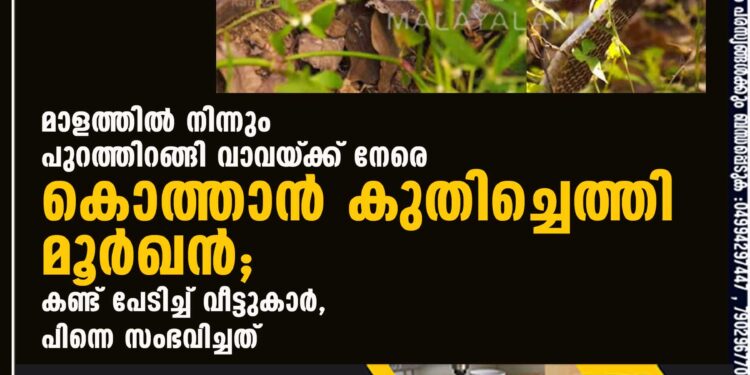 മാളത്തിൽ നിന്നും പുറത്തിറങ്ങി വാവയ്‌ക്ക് നേരെ കൊത്താൻ കുതിച്ചെത്തി മൂർഖൻ; കണ്ട് പേടിച്ച് വീട്ടുകാർ, പിന്നെ സംഭവിച്ചത്