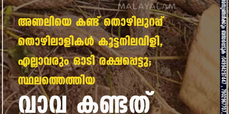 അണലിയെ കണ്ട് തൊഴിലുറപ്പ് തൊഴിലാളികൾ കൂട്ടനിലവിളി, എല്ലാവരും ഓടി രക്ഷപ്പെട്ടു; സ്ഥലത്തെത്തിയ വാവ കണ്ടത്