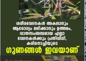 ശരീരവേദനകൾ അകലാനും ആരോഗ്യം ലഭിക്കാനും ഉത്തമം,​ വാതസംബന്ധമായ എല്ലാ വേദനകൾക്കും പ്രതിവിധി,​ കരിനൊച്ചിയുടെ ഗുണങ്ങൾ ഇവയാണ്