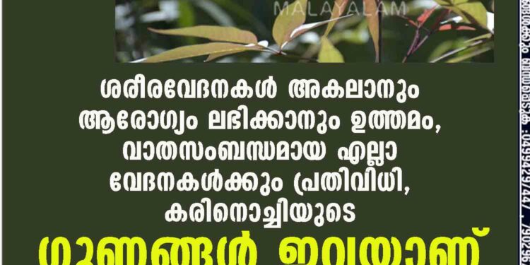 ശരീരവേദനകൾ അകലാനും ആരോഗ്യം ലഭിക്കാനും ഉത്തമം,​ വാതസംബന്ധമായ എല്ലാ വേദനകൾക്കും പ്രതിവിധി,​ കരിനൊച്ചിയുടെ ഗുണങ്ങൾ ഇവയാണ്