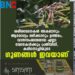 ശരീരവേദനകൾ അകലാനും ആരോഗ്യം ലഭിക്കാനും ഉത്തമം,​ വാതസംബന്ധമായ എല്ലാ വേദനകൾക്കും പ്രതിവിധി,​ കരിനൊച്ചിയുടെ ഗുണങ്ങൾ ഇവയാണ്