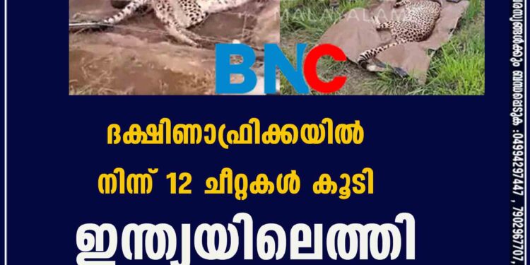 ദക്ഷിണാഫ്രിക്കയിൽ നിന്ന് 12 ചീറ്റകൾ കൂടി ഇന്ത്യയിലെത്തി