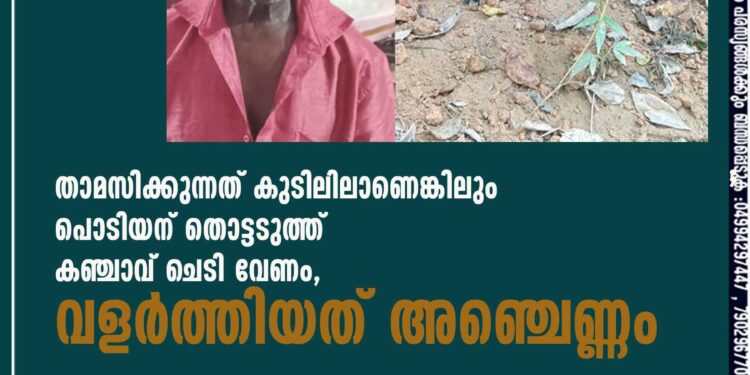 താമസിക്കുന്നത് കുടിലിലാണെങ്കിലും പൊടിയന് തൊട്ടടുത്ത് കഞ്ചാവ് ചെടി വേണം, വളർത്തിയത് അഞ്ചെണ്ണം