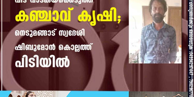 വീട് വാടകയ്ക്കെടുത്ത് കഞ്ചാവ് കൃഷി; നെടുമങ്ങാട് സ്വദേശി ഷിബുമോൻ കൊല്ലത്ത് പിടിയിൽ