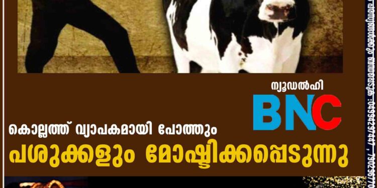 കൊല്ലത്ത് വ്യാപകമായി പോത്തും പശുക്കളും മോഷ്ടിക്കപ്പെടുന്നു