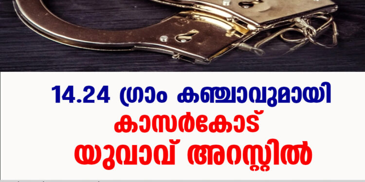 14.24 ഗ്രാം കഞ്ചാവുമായി കാസർകോട് യുവാവ് അറസ്റ്റിൽ